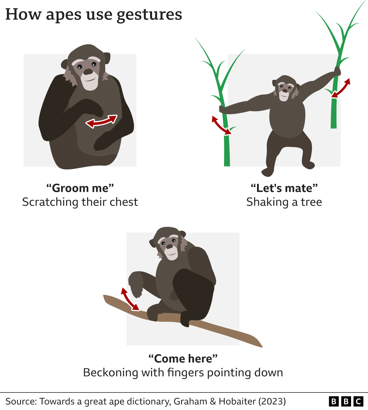 A graphic showing some ways in which apes communicate, including by scratching their chest to say they want to be groomed, shaking a tree to indicate a willingness to mate, and beckoning with their fingers pointing down when they want another ape to come towards them.