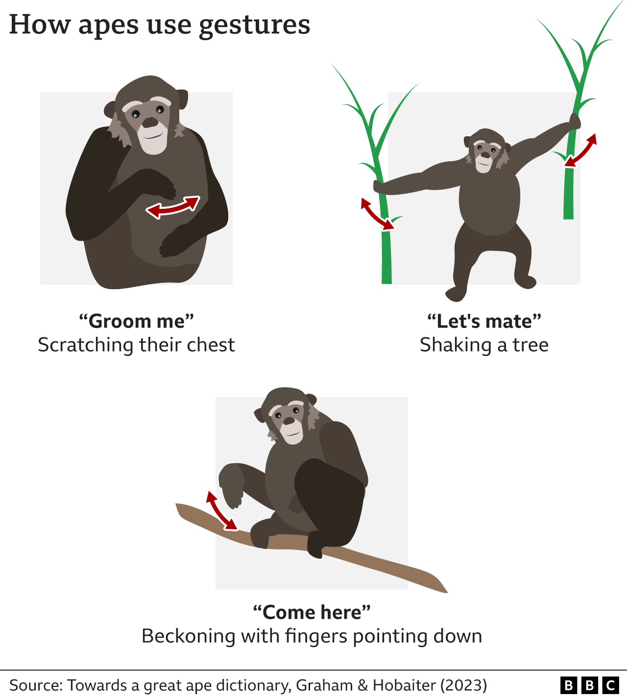 Un gráfico que muestra algunas formas en que los simios se comunican, incluso rascándose el pecho para decir que quieren que los acicalen, sacudiendo un árbol para indicar que están dispuestos a aparearse y haciendo señas con los dedos apuntando hacia abajo cuando quieren que otro simio se acerque a ellos.