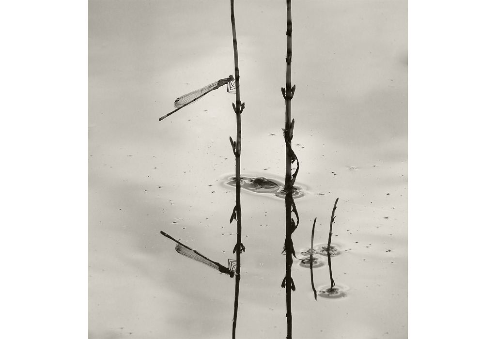 Damsel Reflected, Jasmine Clegg / www.igpoty.com