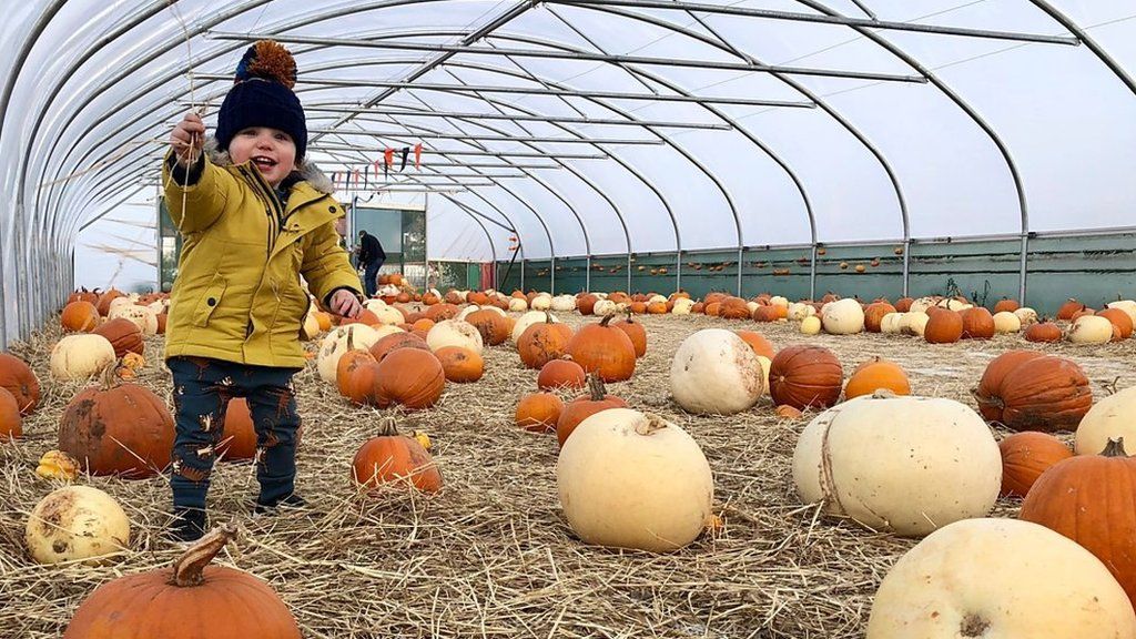 Toddler walking through pumpkins at a farm