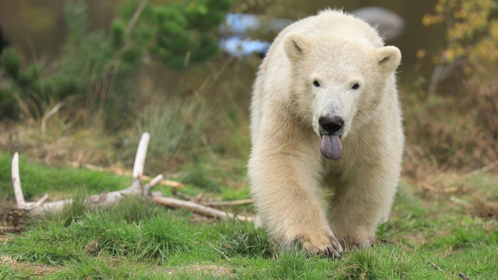Polar bear cub Hamish