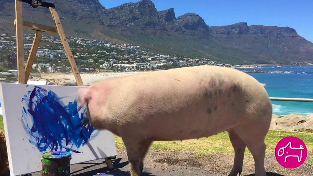 Pigcasso the painting pig