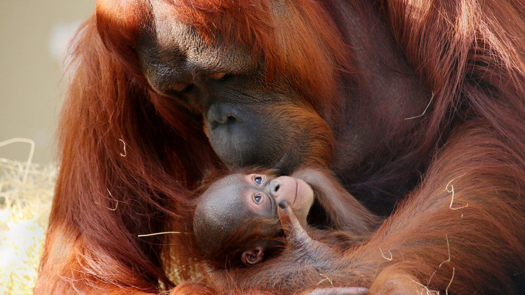 World's cutest baby orangutan snuggles with Mom in Borneo - a