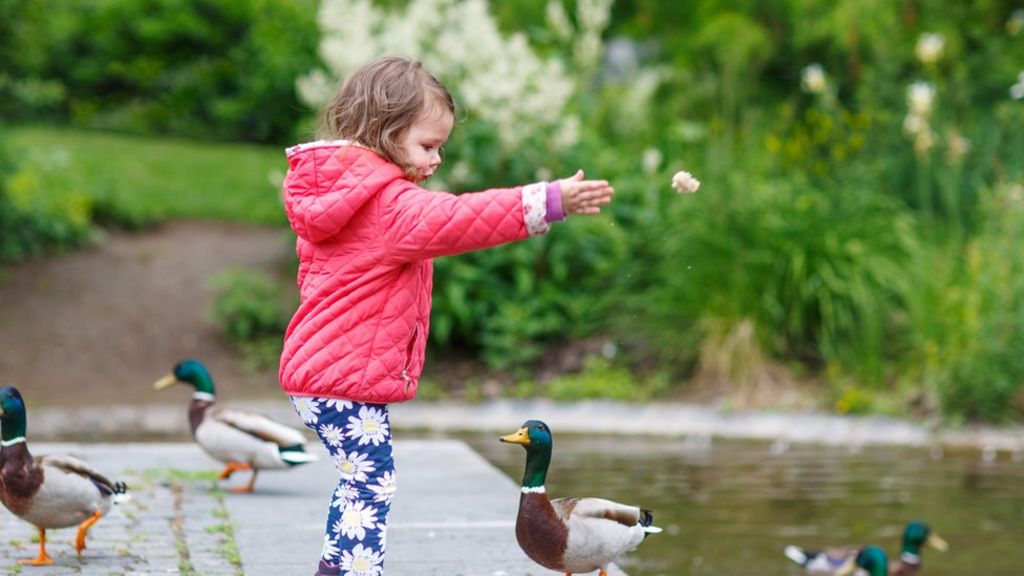 Is feeding bread to ducks harmful or not? BBC Newsround