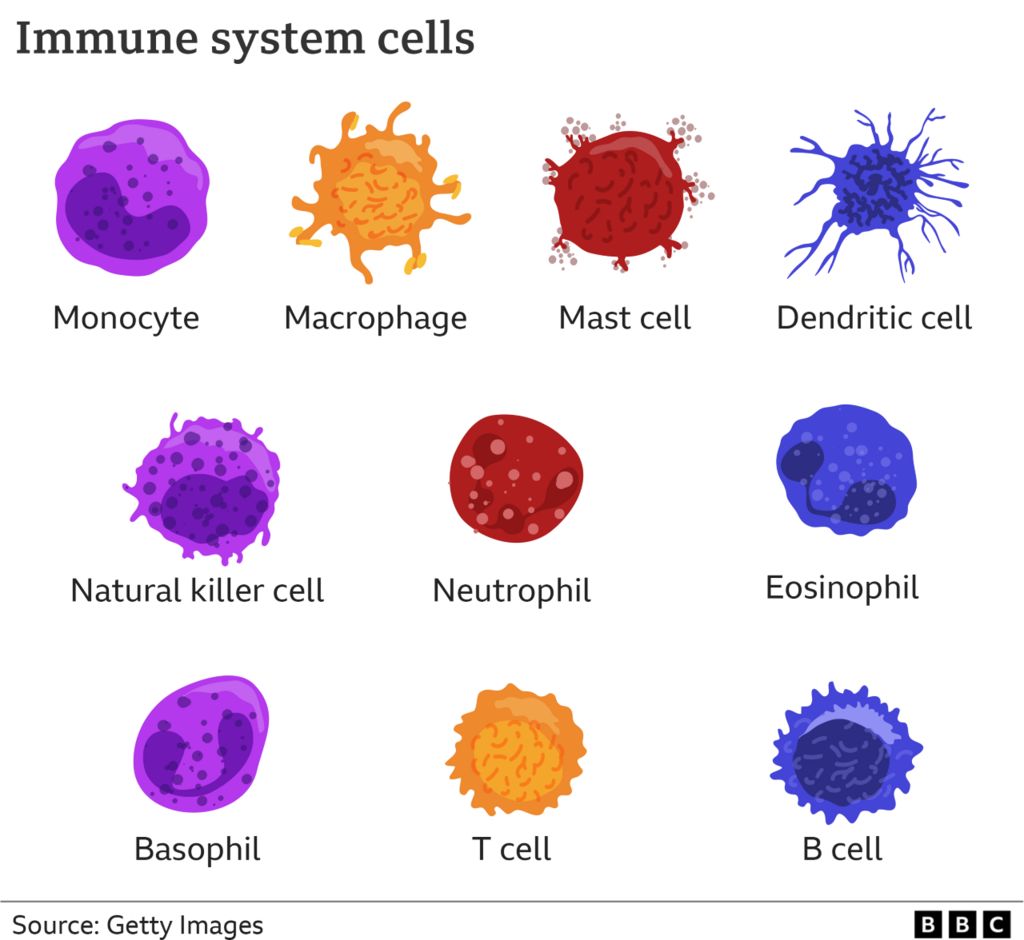 BBC graphic showing cells