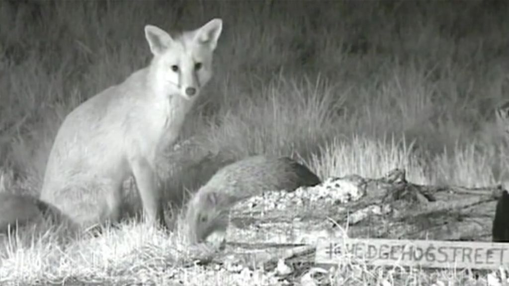 Fox and hedgehog