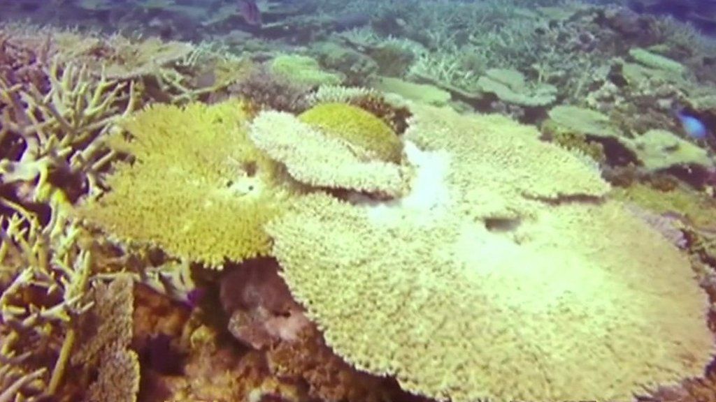 Astronauts team up with scientists to save coral reefs - BBC Newsround