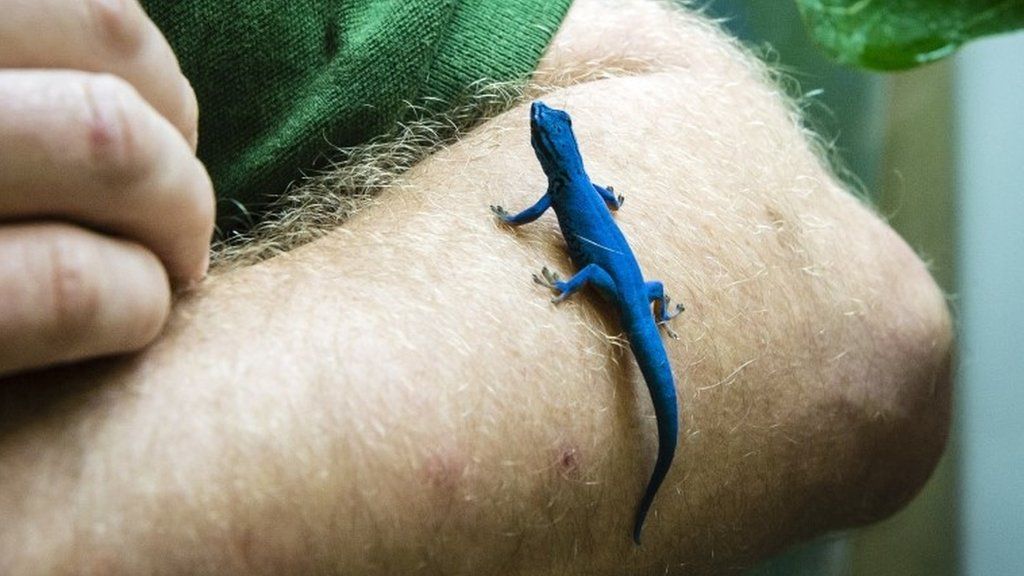 Bristol Zoo Gives Home To Illegally Imported Rare Geckos - Bbc News