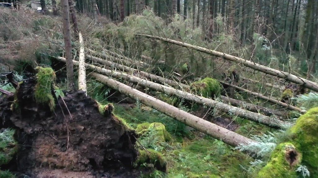 Fallen trees at Kielder Forest