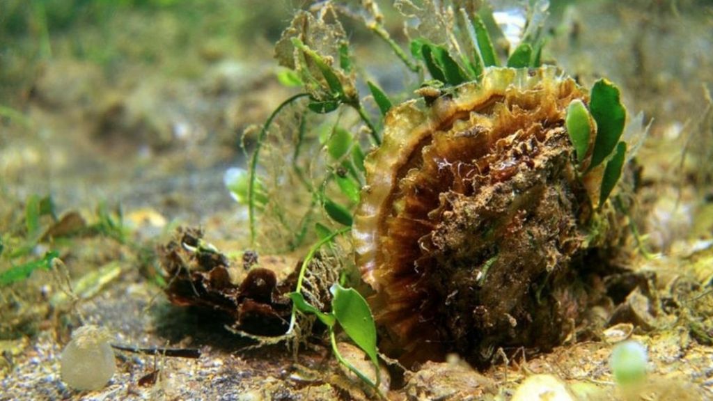 Solent oysters 