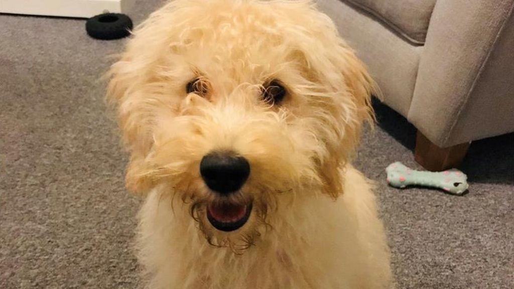 Labradoodle Puppy Stolen At Knifepoint On Morning Walk Bbc News