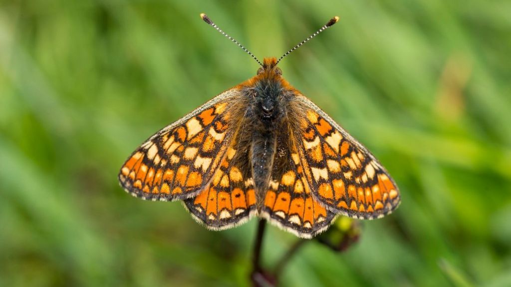 Marsh Fritillary Butterfly