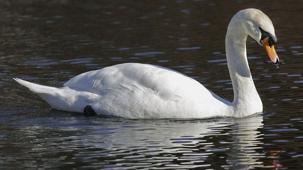 A swan close up swimming in a lake of dark water - with reflections on the water showing it is a bright day