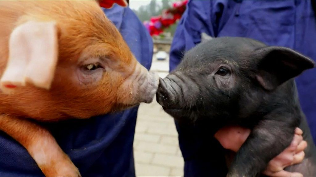 bbc newsround chinese new year