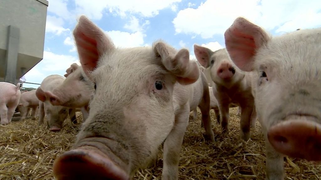 Therapy could stop superbugs on farms