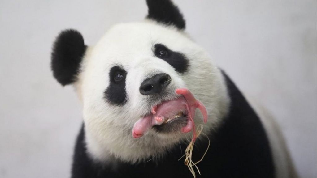 Baby Panda Born In Belgium Zoo Is True Miracle c News