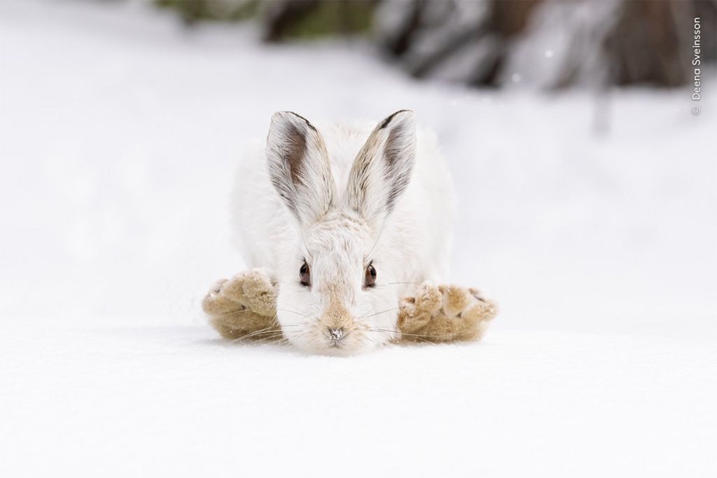 snowshoe-hare.