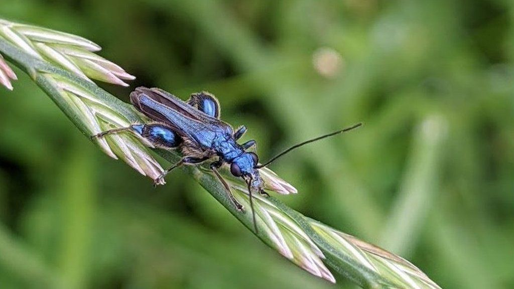 An insect on a blade of grass