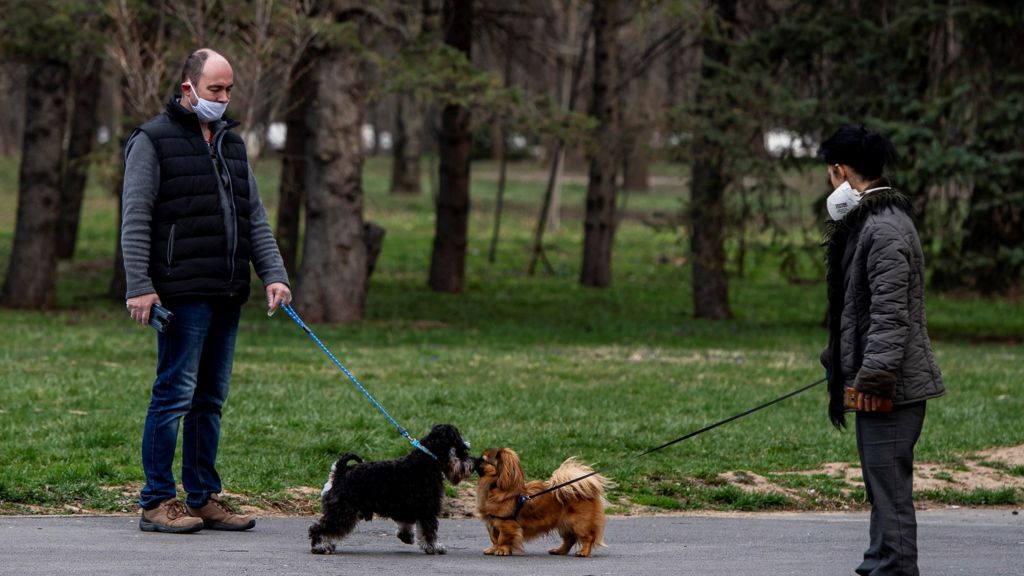 Nueva Normalidad: ¿Como facilitarle los cambios a un perro?