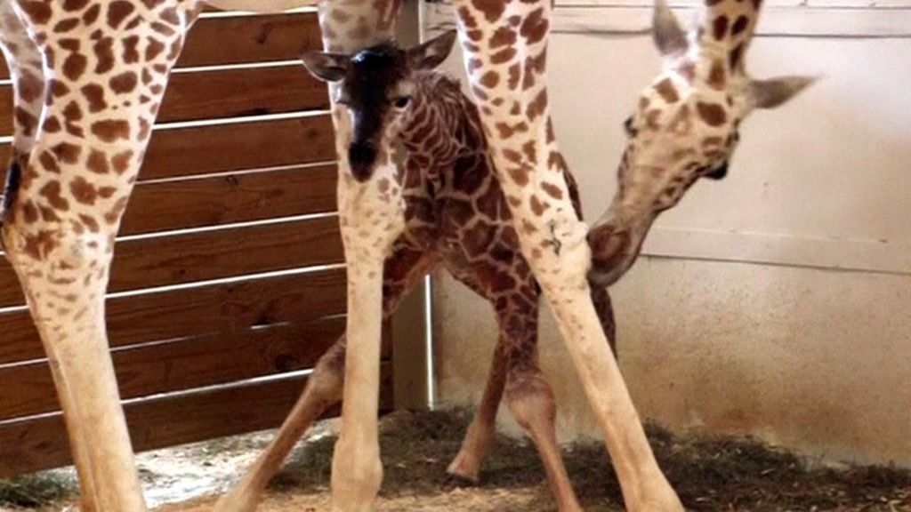 Watch the moment April the giraffe finally gives birth - BBC News