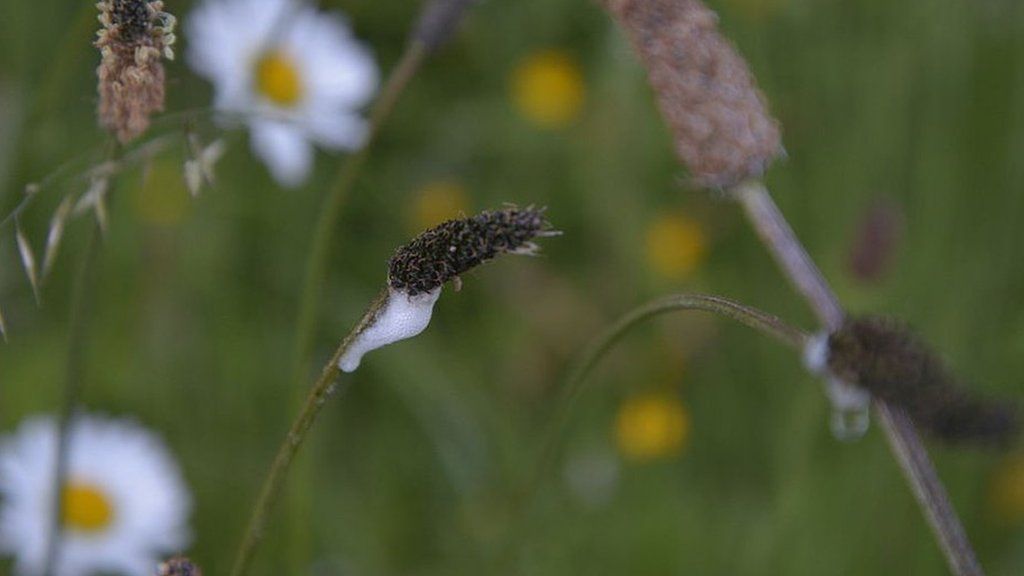 Cuckoo spit on the stem of a plant
