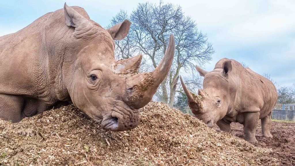 Rhinos Rumba and Rumbull