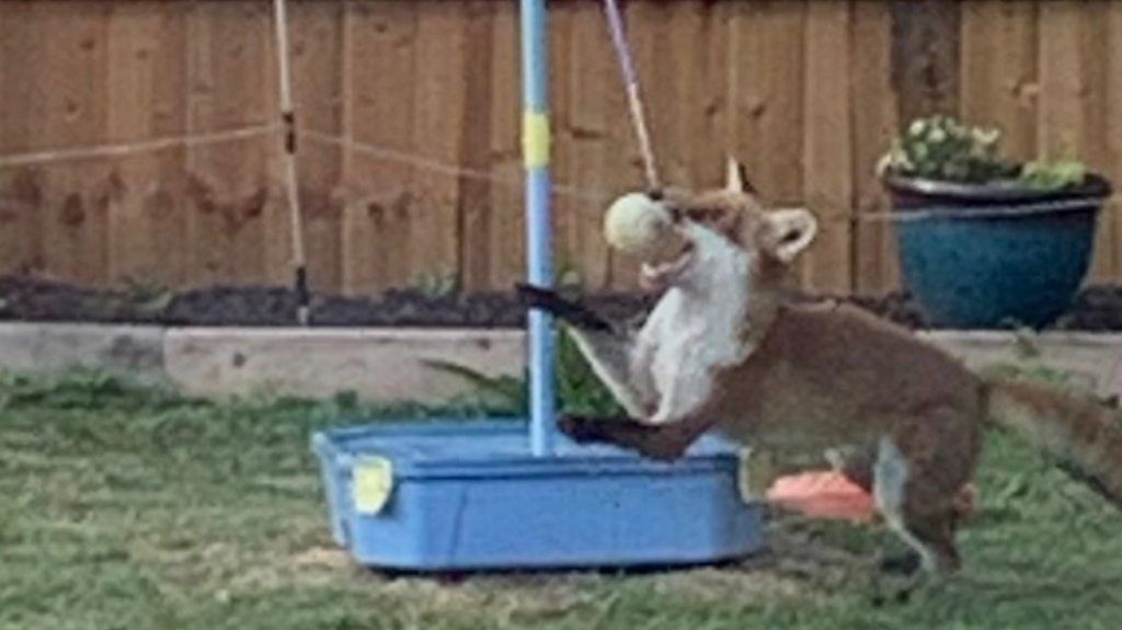 Fox playing swingball in a garden.