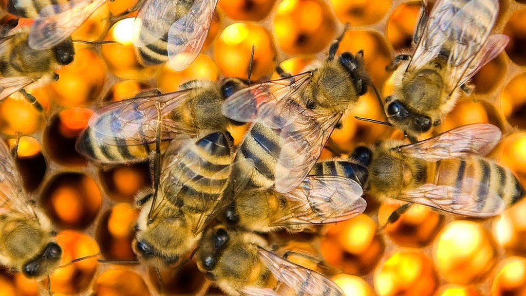 Male drones tend to honeycomb cells in a bee colony
