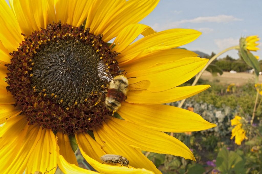 A large yellow sunflower with a bee in the centre