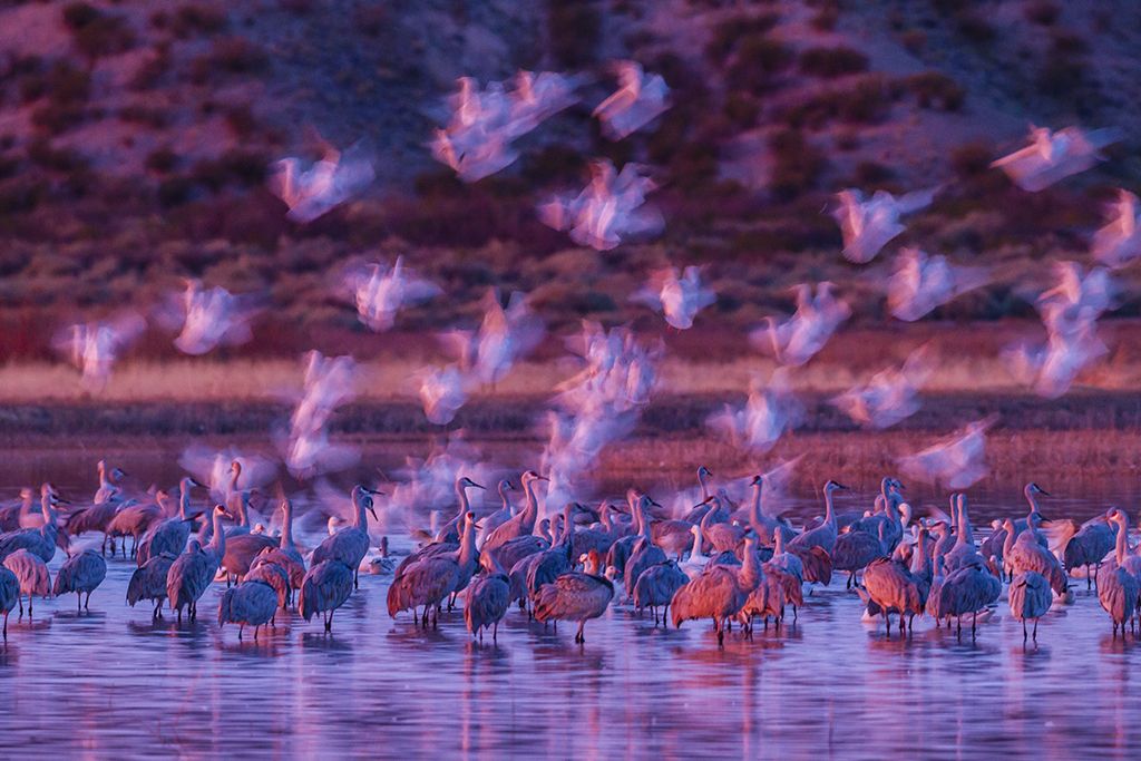 Ghostly snow geese by Gordon Illg, USA