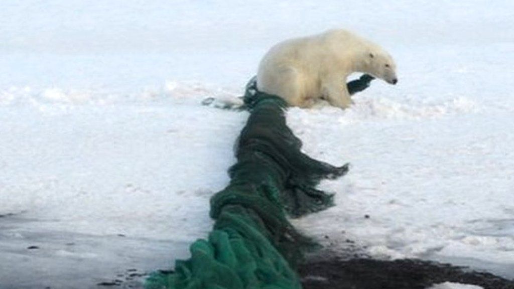 A polar bear caught in a fishing net