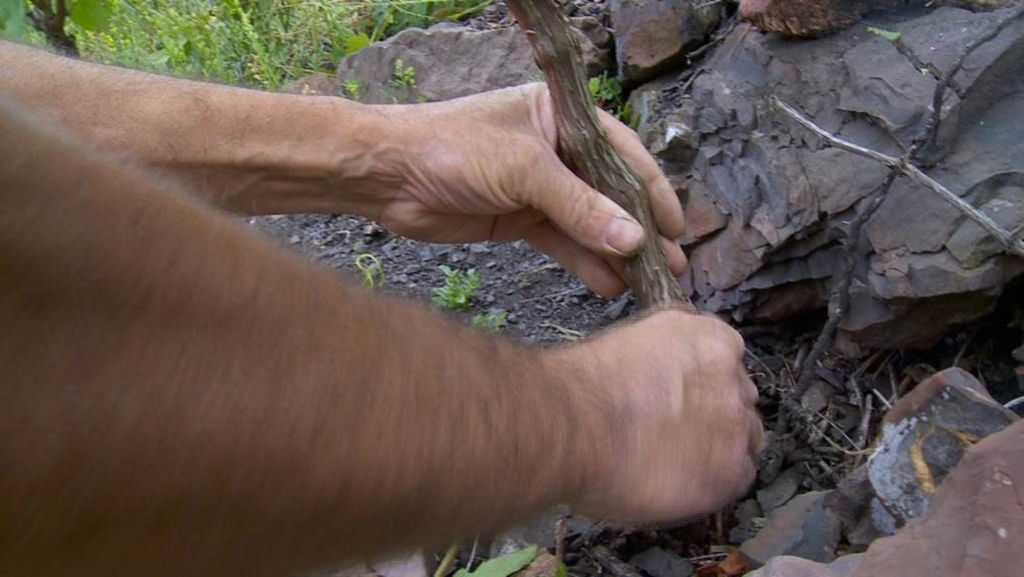 Hands wrangle a vine branch