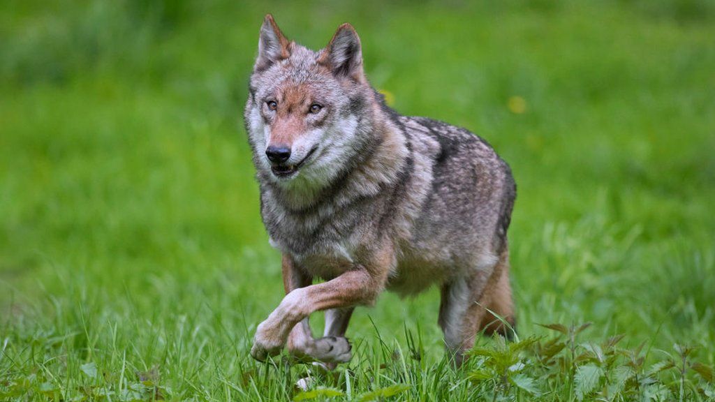 Wolves win against farmers as Swiss cull put on hold BBC News