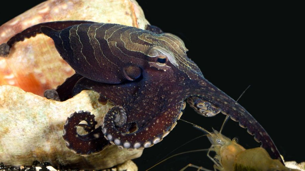 The octopus that takes its prey by surprise BBC Newsround