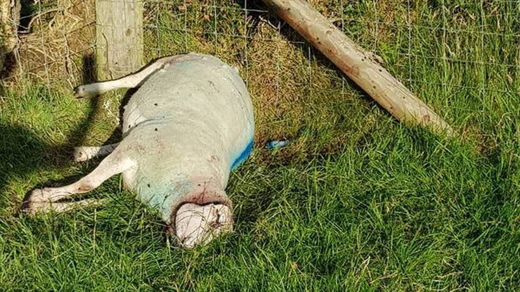 County Down: Sheep killed in 'brutal' repeat attack