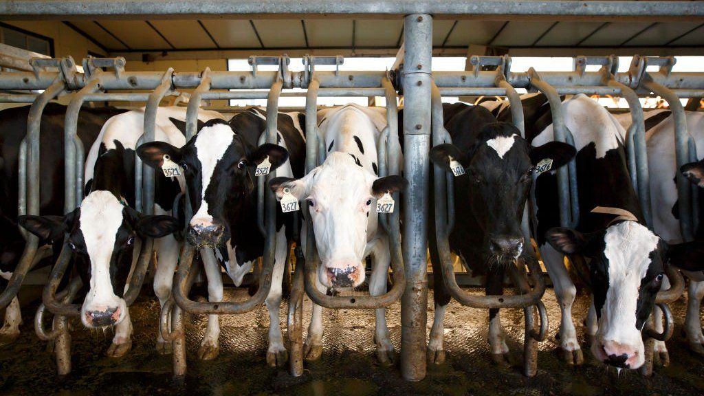 Dairy cows remain in their holsters as they are milked at Armstrong Manor Dairy Farm on September 4, 2018 in Caledon, Canada.