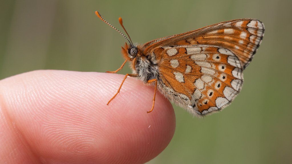 A marsh fritillary butterfly, sitting on someone's finger