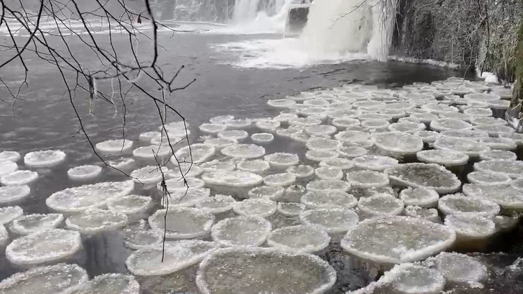 The frozen discs were spotted in Glasgow's Linn Park during the current cold snap.