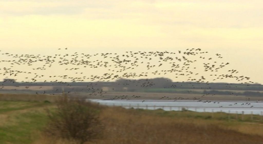 Birds flying over Graveney