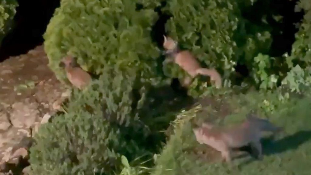 The trio was filmed jumping in and out of bushes in Bedfordshire at 01:00 BST, as their mum watched,