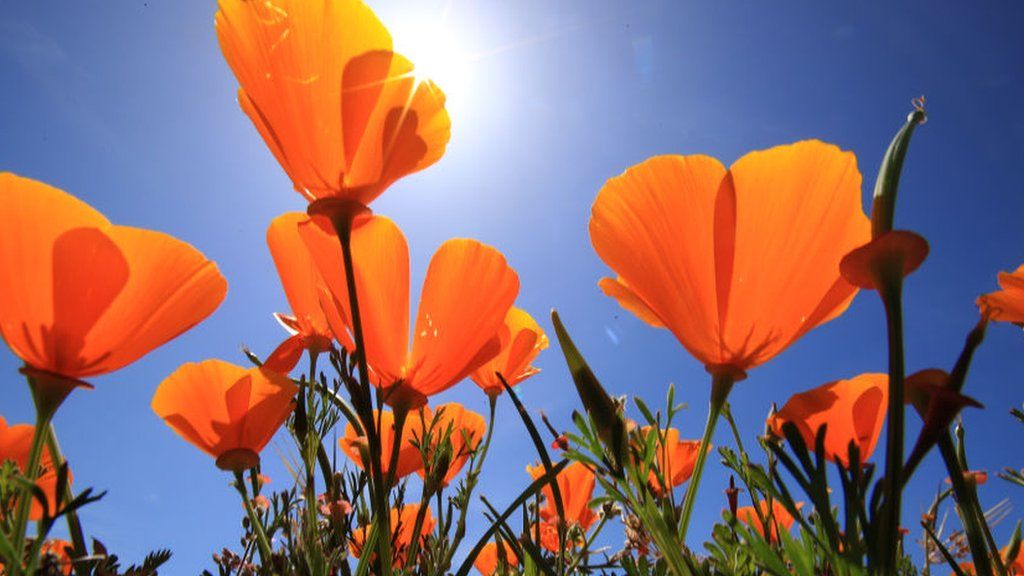 Poppies in bloom in California