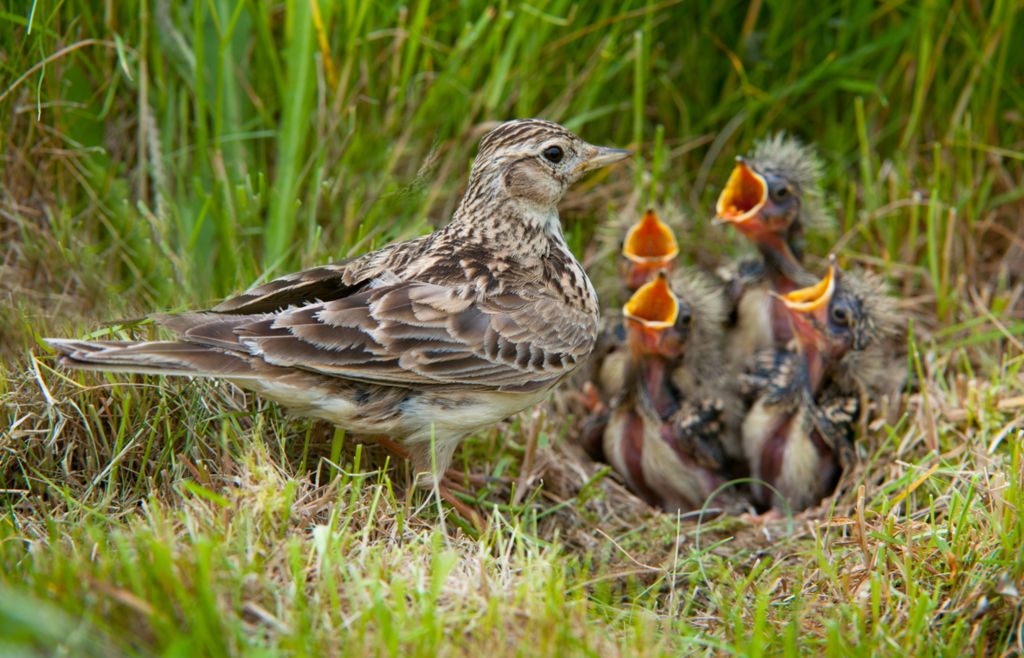 A skylark stands over its chicks which have their mouths open, waiting to be fed