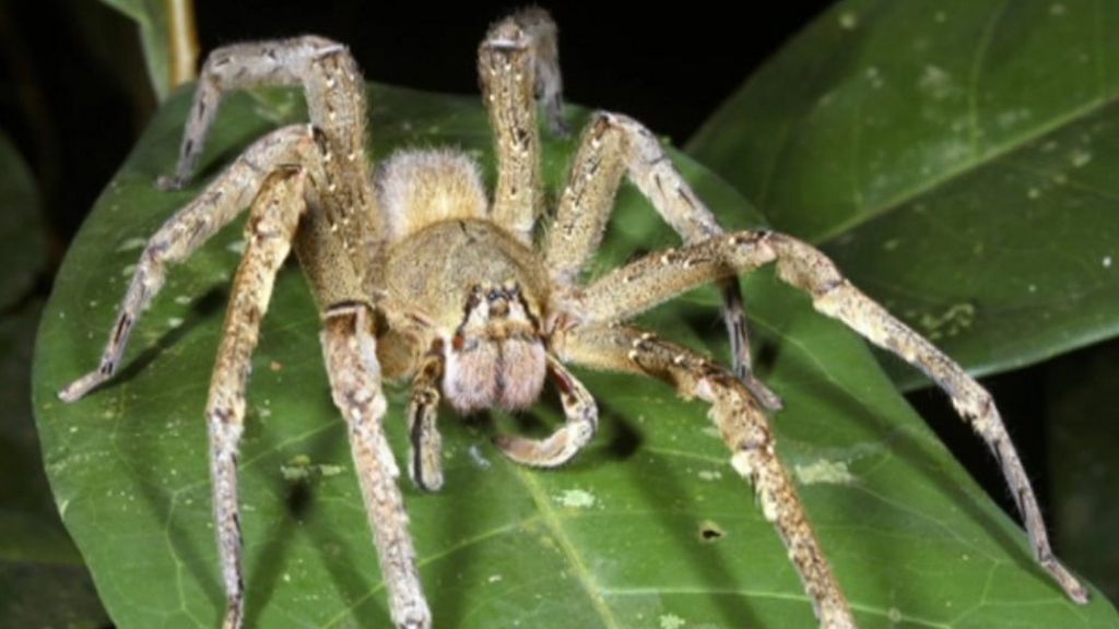 'Painful erection' spiders found in family's fruit - BBC News