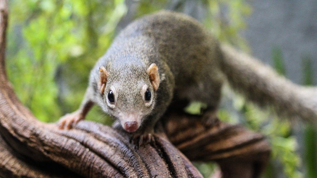 Close-up of a Northern Tree Shrew