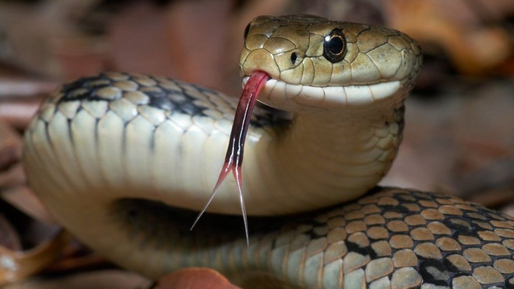 Indonesian police use snake to scare Papuan man - BBC News