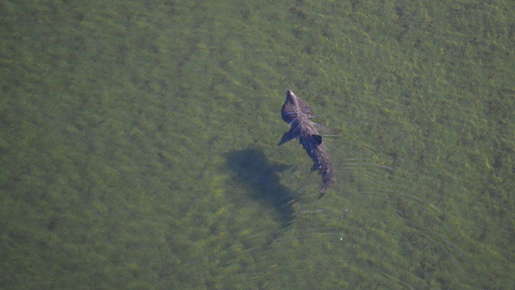 Basking shark