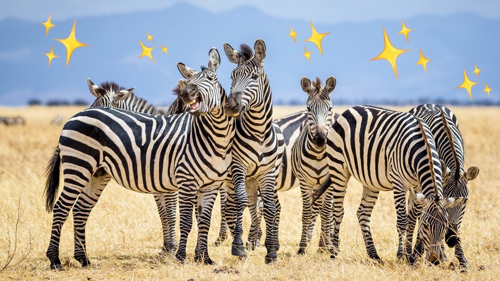 zebras