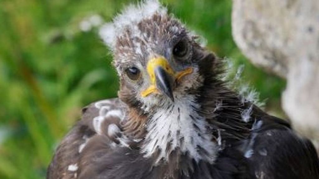 Golden Eagle Chicks Released To Boost South Of Scotland