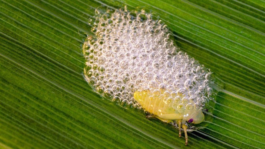 Spittlebug nymph on leaf