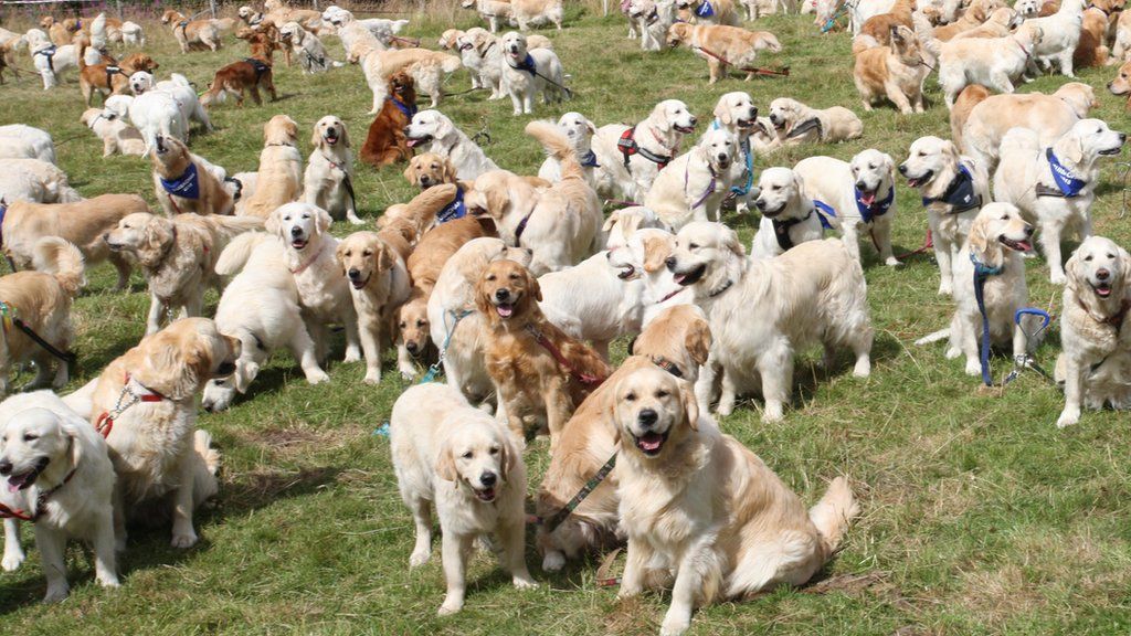 golden retriever on farm alpine slide